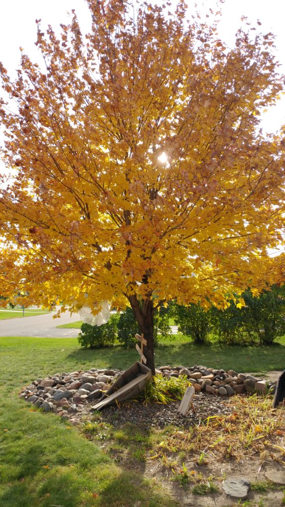 Beautiful golden tree of fall